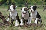 AMSTAFF  PUPPIES 102